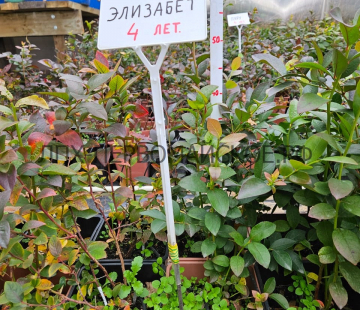 Элизабет - лпх-первомайское.рф