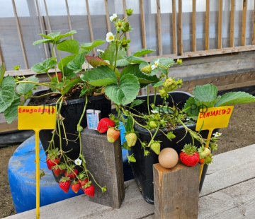 Клубника Елизавета 2 - лпх-первомайское.рф