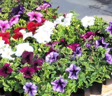 Петуния МИКС (нет в наличии) - лпх-первомайское.рф