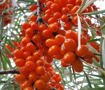 Джемовая ( нет в наличии) - лпх-первомайское.рф