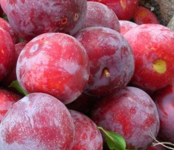  Красномясая - лпх-первомайское.рф