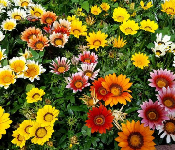 Гацания (нет в наличии) - лпх-первомайское.рф