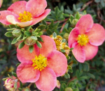 Гламур герл - лпх-первомайское.рф