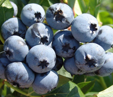 Чендлер - лпх-первомайское.рф