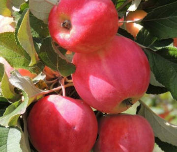 Яблоня Горнист 3х-лет - лпх-первомайское.рф