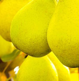 Лимонадная - лпх-первомайское.рф - Екатеринбург