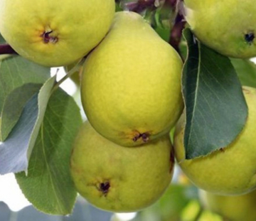 Свердловчанка - лпх-первомайское.рф - Екатеринбург