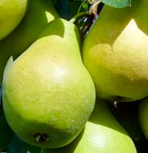 Заметная - лпх-первомайское.рф - Екатеринбург