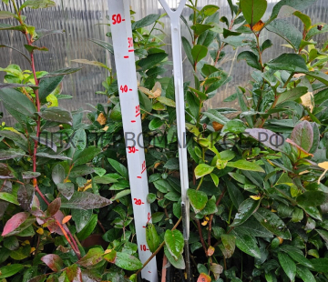 Хардиблю( нет в наличии) - лпх-первомайское.рф