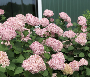 Гортензия древовидная ( Маршмеллоу) 4х лет - лпх-первомайское.рф