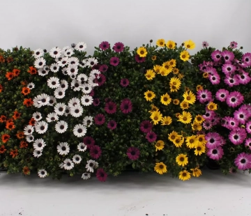 Остеоспермум - лпх-первомайское.рф