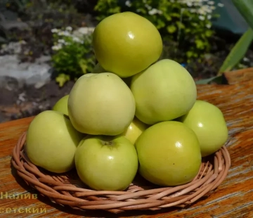 Яблоня Налив исетский - лпх-первомайское.рф