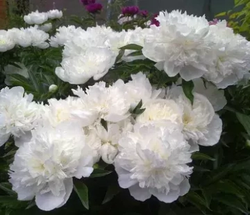 Дюшес де немур - лпх-первомайское.рф