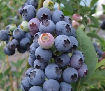 Блюэтта (нет в наличии) - лпх-первомайское.рф