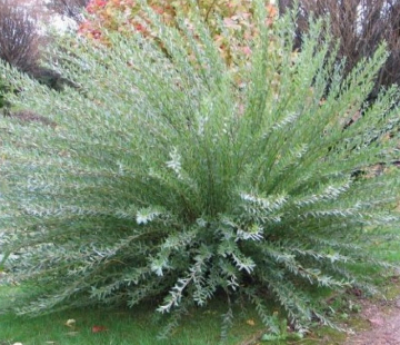  Ива Маяк - лпх-первомайское.рф