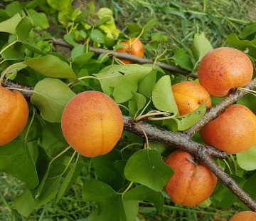 Абрикос Гордость Хакасии - лпх-первомайское.рф