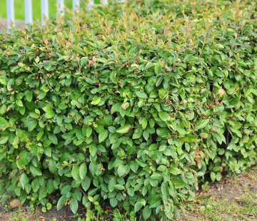 Кизильник блестящий  - лпх-первомайское.рф