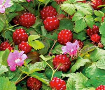 Анна   - лпх-первомайское.рф