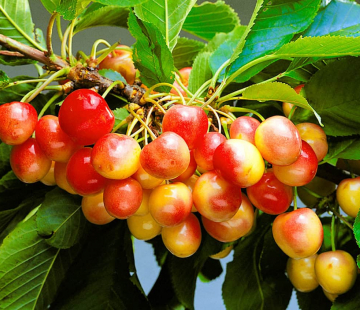 Красная горка ( нет в наличии) - лпх-первомайское.рф