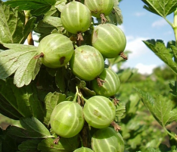 Берилл( нет в наличии) - лпх-первомайское.рф