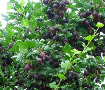  Командор - лпх-первомайское.рф