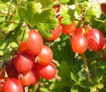  Конфетный ( нет в наличии) - лпх-первомайское.рф