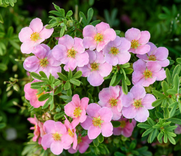 Лавли пинк - лпх-первомайское.рф