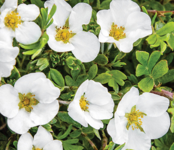 Альба - лпх-первомайское.рф