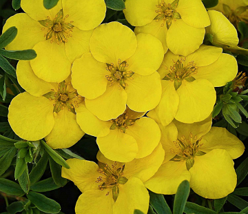 Золотой полёт - лпх-первомайское.рф