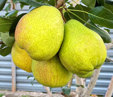 Вековая - лпх-первомайское.рф - Екатеринбург