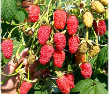 Малина Гордость России - лпх-первомайское.рф