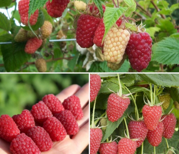 Малина Каскад делайт - лпх-первомайское.рф