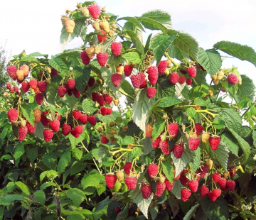 Малина Сказка - лпх-первомайское.рф