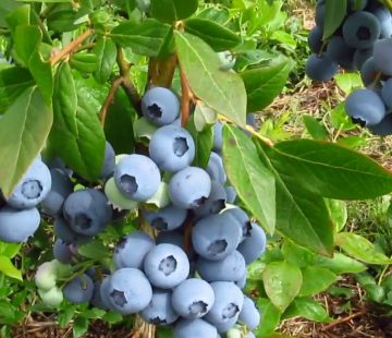 Легасси - лпх-первомайское.рф