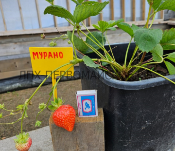 Клубника Мурано - лпх-первомайское.рф