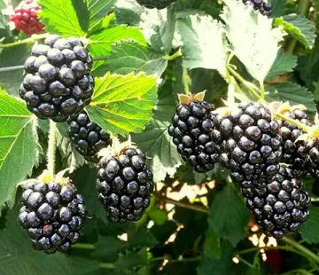 Лохтей - лпх-первомайское.рф