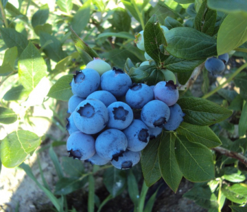 Блю голд - лпх-первомайское.рф