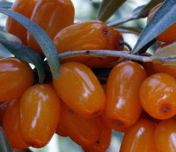 Елизавета - лпх-первомайское.рф