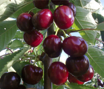 Оленька( нет в наличии) - лпх-первомайское.рф