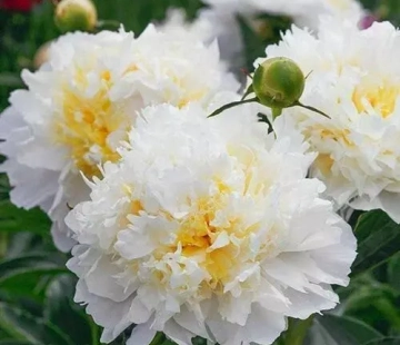 Чеддер чиз - лпх-первомайское.рф