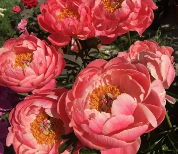 Корал чарм - лпх-первомайское.рф