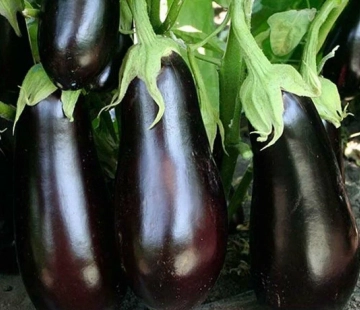 Баклажан Алмаз - лпх-первомайское.рф - Екатеринбург