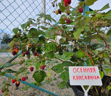 Малина Осенняя красавица ( нет в наличии) - лпх-первомайское.рф