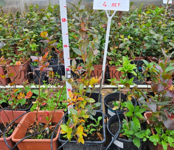 Патриот( нет в наличии) - лпх-первомайское.рф