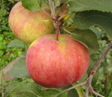 Яблоня Первоуральское 3х-лет - лпх-первомайское.рф