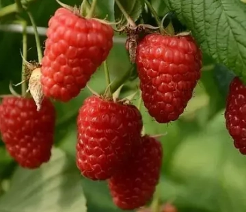 Малина Энросадира( нет в наличии) - лпх-первомайское.рф