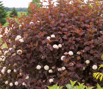 Пузыреплодник ( Диабло Д' Ор ) - лпх-первомайское.рф