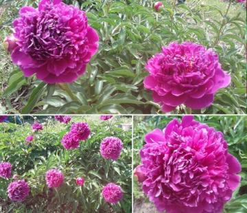 Феликс краусс - лпх-первомайское.рф