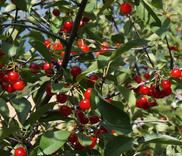 Щедрая - лпх-первомайское.рф