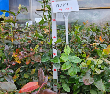 Пуру (нет в наличии) - лпх-первомайское.рф